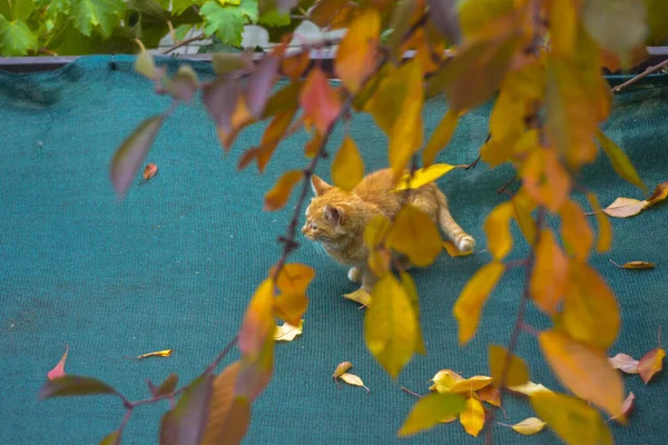 Cat Autumn Vinica Macedonia — Stock Photo, Image