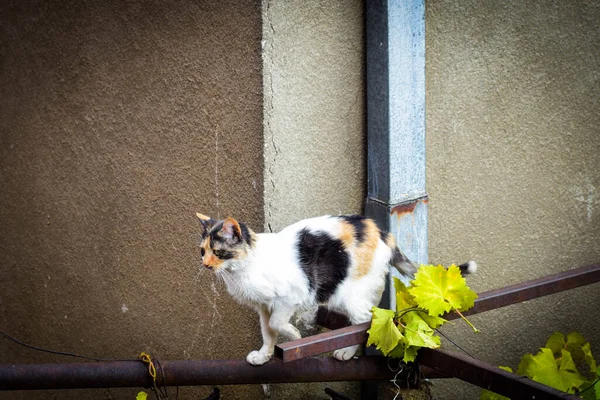 Cat Walking Fence Vinica Macedonia — Stock Photo, Image