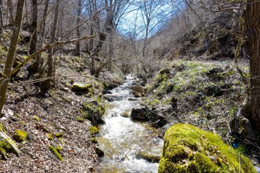 Obozna Ağaçları nehri, yakınlardaki orman, Vinica Makedonya 