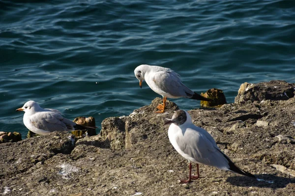 Ohrid Lake Macedonia Seagulls Travel Destination — Stock Photo, Image