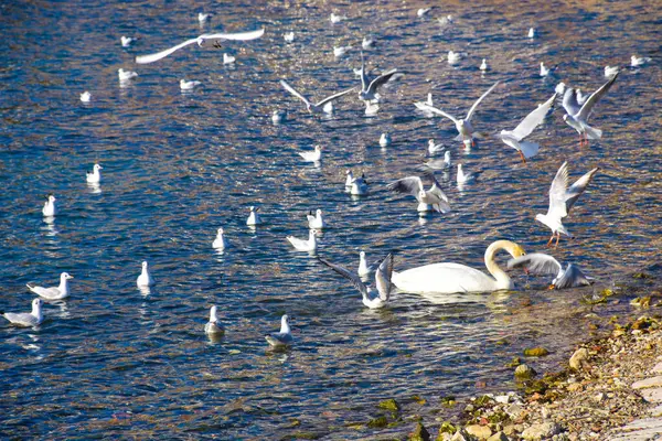 Πτηνά Στη Λίμνη Οχρίδα Πγδμ — Φωτογραφία Αρχείου