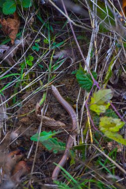 Dzudevski şelaleleri, Yılan, Makedonya 'nın Vinica kenti yakınlarındaki orman