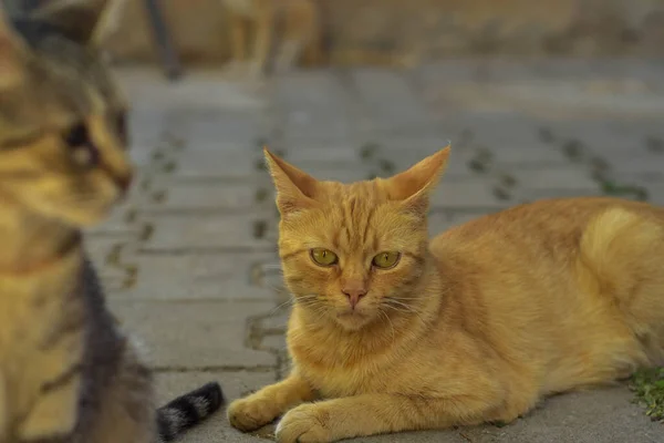 Domestic Cat Yard Vinica Macedonia — Stock Photo, Image