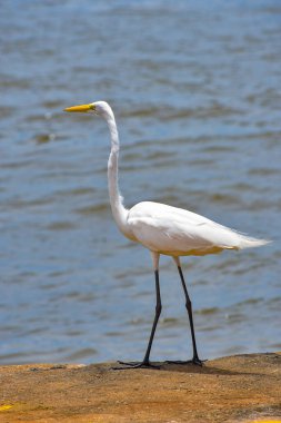 Santarem, Brezilya, Kuşlar, büyük beyaz balıkçıl 