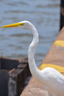 Santarem, Brezilya, Kuşlar, büyük beyaz balıkçıl 