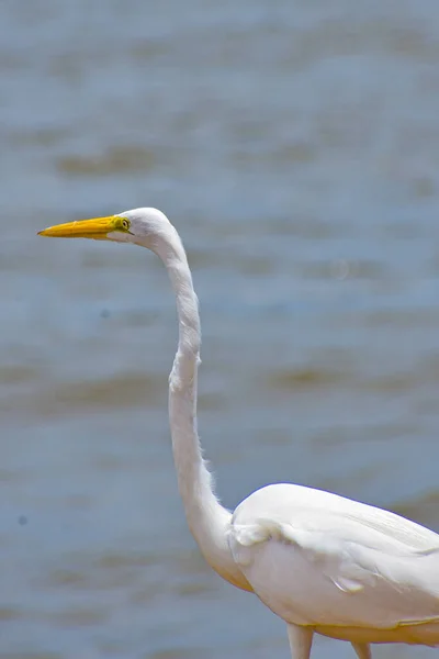 Santarém Brasil Birds Big White Egret — Fotografia de Stock