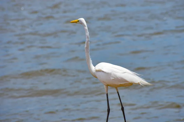 Santarem Brasilien Fåglar Stora Vita Egret — Stockfoto