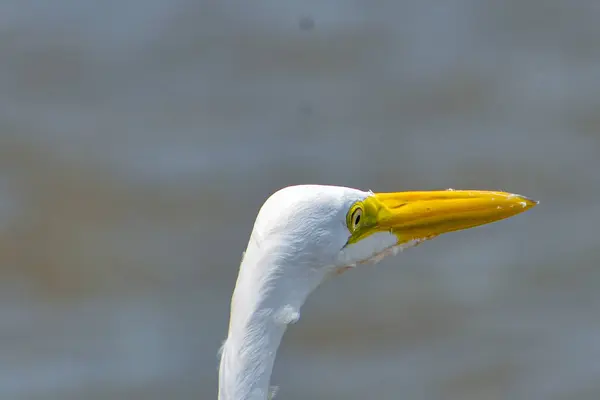 Santarem Βραζιλία Πουλιά Μεγάλο Λευκό Egret — Φωτογραφία Αρχείου