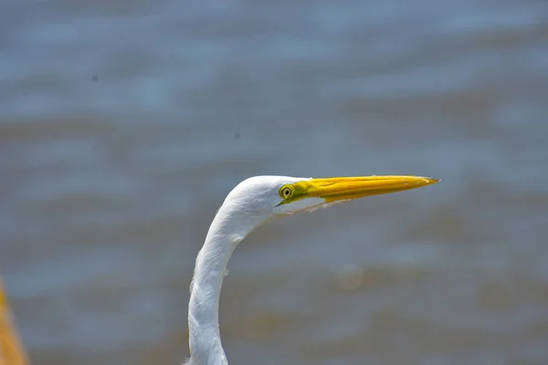 Santarem Brazilië Vogels Grote Witte Zilverreiger — Stockfoto