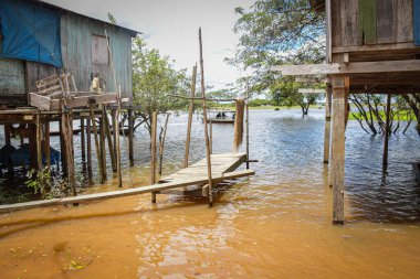 Amazon yağmur ormanları, Amazon yağmur ormanlarının Brezilya bölgelerinde yaşayan yerli halk kabilesi. Brezilya