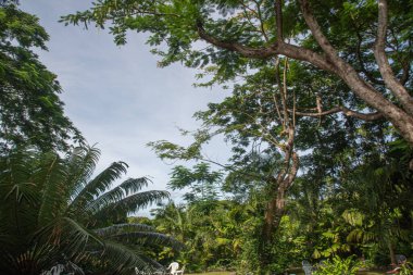 Geleneksel Tui Vuda evi ve palmiye ağaçları, Lautoka, Fiji