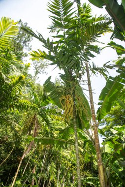 Geleneksel Tui Vuda evi ve palmiye ağaçları, Lautoka, Fiji