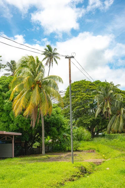 Geleneksel Tui Vuda evi ve palmiye ağaçları, Lautoka, Fiji