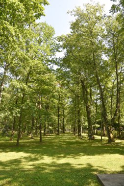 Baharda şehir parkında ağaçları ve otları olan yeşil çayır, Peterhof Sarayı St. Petersburg, Rusya.