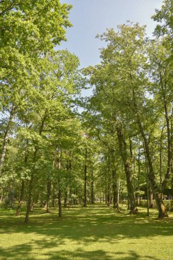 Baharda şehir parkında ağaçları ve otları olan yeşil çayır, Peterhof Sarayı St. Petersburg, Rusya.