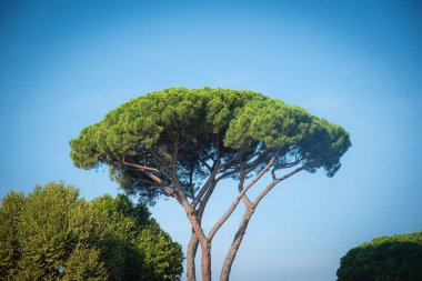 Floransa, İtalya. Piazzale Michelangelo 'dan şehrin havadan görüntüsü