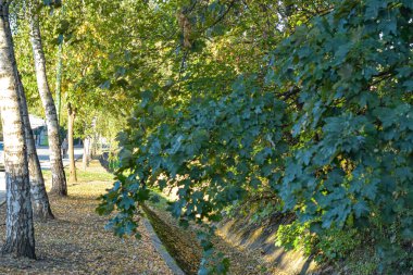 Güneşli bir günde, Makedonya 'nın Berovo kentinde yol boyunca uzanan çam ağaçları