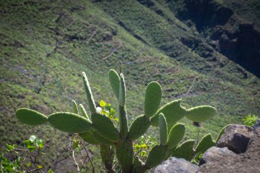 La Palma 'daki Caldera de Taburiente manzarası, Kanarya Adaları, İspanya