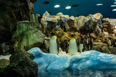 Akvaryumdaki penguenler. Bir grup penguen. Tenerife, Kanarya Adaları, İspanya