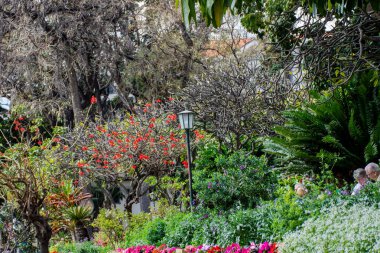 Madeira 'nın Portekiz' deki Madeira Adası 'ndaki Funchal şehrindeki botanik bahçeleri.