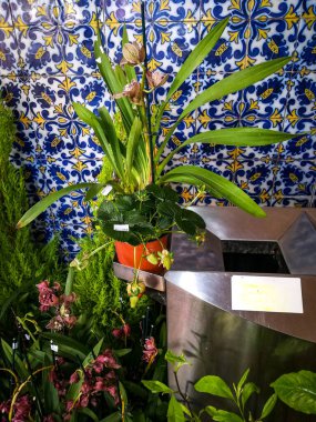 Portekiz 'in Madeira Adası' ndaki Funchal caddesine bakın.