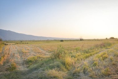 Makedonya 'nın Kocani kentinin kırsal kesiminde, gün batımında dağ destekli pirinç tarlası