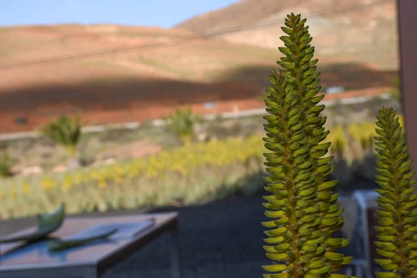 Aloe vera plant in the desert of Canary Lanzarote, Islands, Spain