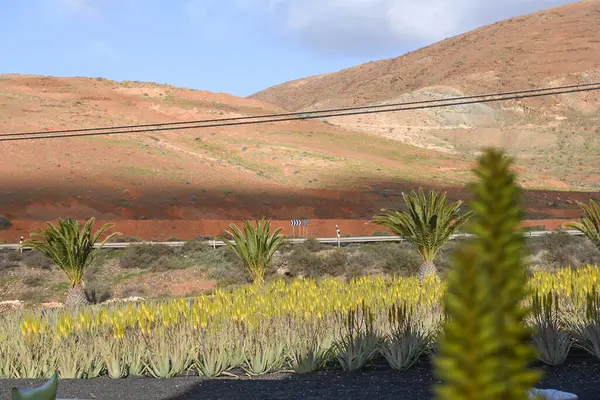 Aloe vera plant in the desert of Canary Lanzarote, Islands, Spain
