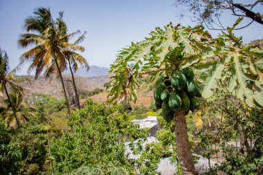 Santiago, Cape Verde Adaları 'ndaki bir dağ vadisinde papaya palmiye ağaçları ve çalılar.