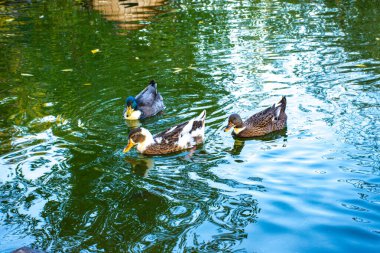 Makedonya 'nın Stip kenti yakınlarındaki gölde yüzen ördekler