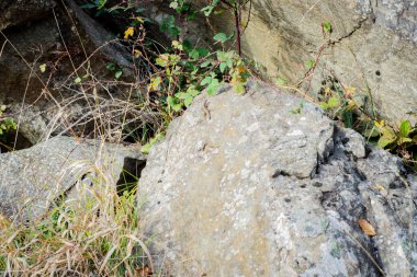 Ormandaki nehrin üzerinde şelalesi olan sonbahar manzarası. Makedonya 'nın Stip kenti yakınlarında