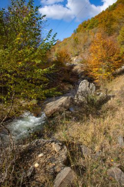 Sonbahar manzaralı dağ nehri. Önünde, yakınında renkli ağaçlar ve çimenler olan Stip Makedonya.