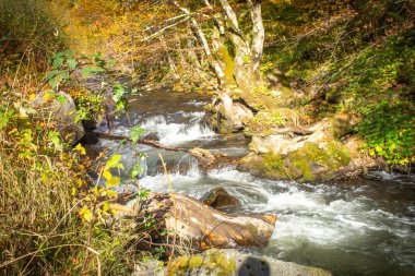 Ormanda küçük bir nehri olan sonbahar manzarası. Renkli sonbahar ormanı. Stip Makedonya yakınlarında