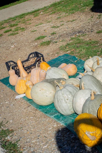 Harvested pumpkins for Halloween. Autumn harvest of pumpkins. Macedonia