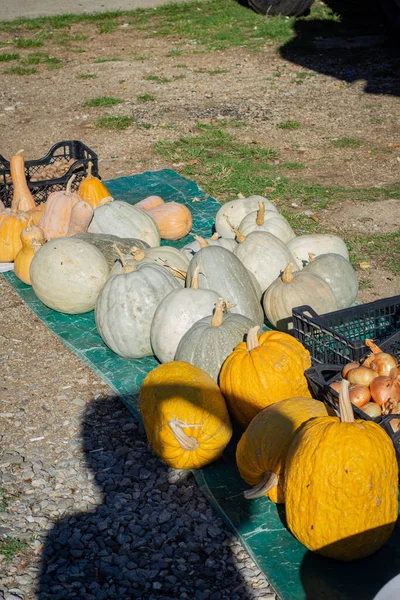 Harvested pumpkins for Halloween. Autumn harvest of pumpkins. Macedonia