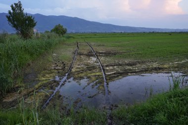 Makedonya 'nın Kocani kentinde akşam gökyüzü bulunan yeşil pirinç tarlası