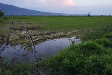 Makedonya 'nın Kocani kentinde akşam gökyüzü bulunan yeşil pirinç tarlası