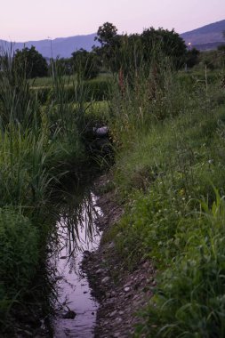 Makedonya 'nın Kocani kentinde akşam gökyüzü bulunan yeşil pirinç tarlası