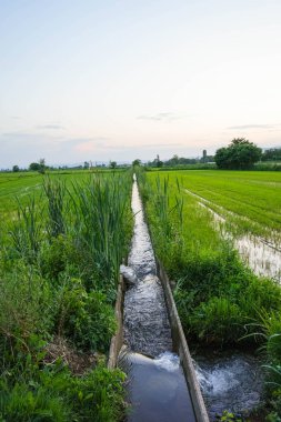Makedonya 'nın Kocani kentinde akşam gökyüzü ve dağları olan yeşil pirinç tarlası ve kanal suyu