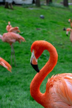 Parktaki flamingo. Parktaki kırmızı flamingo.