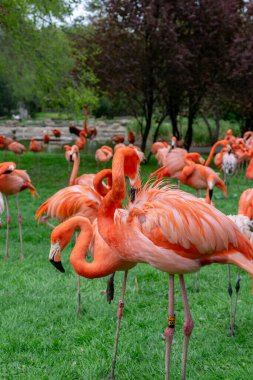 Parktaki flamingolar. Flamingo büyük bir flamingo türüdür..