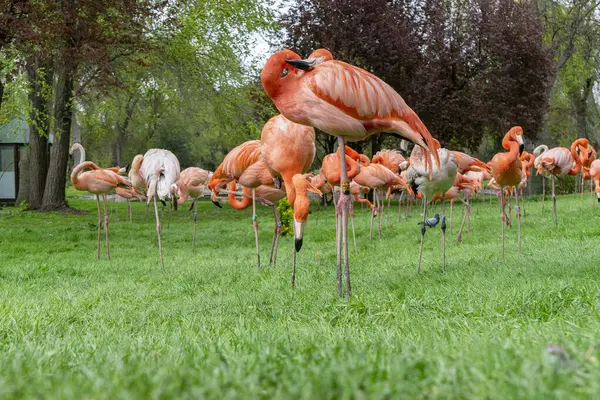 Parktaki flamingolar, bir flamingoya yakın çekim