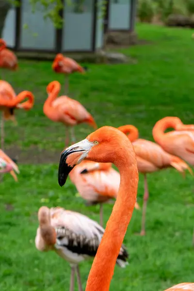 Parktaki flamingo. Parktaki kırmızı flamingo.
