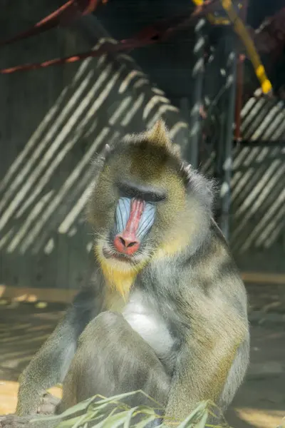 Mandrill (Mandrillus sfenks), batı mantatbikatı olarak da bilinir..