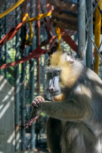 Mandrill (Cercopithecus mandrillus) bir hayvanat bahçesinde