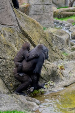 Hayvanat bahçesindeki şempanze. Doğadan vahşi yaşam sahnesi.