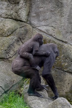 Şempanze (goril goril) anne ve çocuk