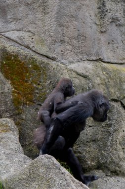 Goril, Goril, Gran Kanaryası, İspanya
