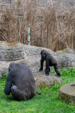 Çek Cumhuriyeti Prag 'da bir hayvanat bahçesinde bir kayanın üzerinde oturan goril.