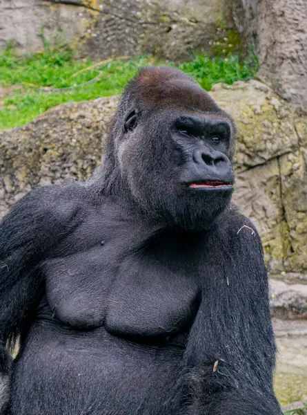 Erkek gümüş sırtlı goril Madrid 'deki hayvanat bahçesinde.